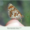 melitaea interrupta georgia atskuri female 1